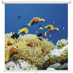 Magnetoplan Rollo-Leinwand Rollbildwand Cineroll - (B)240x(H)240cm - Weiß -Reißfestes Polyester-Gewebe