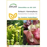 SAFLAX - Schlauch- / Kannenpflanze - 10 Samen - Sarracenia Mix