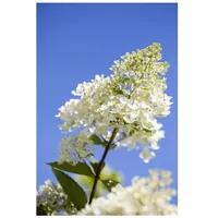 Pflanzen Für Dich Hydrangea paniculata 'Tardiva', Rispenhortensie, weiß, 40–60