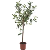 Künstlicher Olivenbaum - Carina | 65 cm