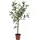Künstlicher Olivenbaum - Carina | 65 cm