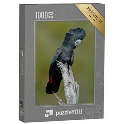 puzzleYOU Puzzle Rotschwanz-Schwarzkakadu, Bickley Perth, 1000 Puzzleteile, puzzleYOU-Kollektionen Kakadus, Exotische Tiere & Trend-Tiere