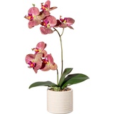 Creativ green Kunstorchidee »Orchidee Phalaenopsis in Keramiktopf«, mit Real-Touch-Blüten, bunt