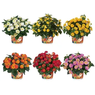 meinvipshop 6 x Wandelröschen 6er Set Lantana camara Havana gemischt | Weiß/Gelb/Gold/Orange/Rot/Rosa
