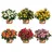 meinvipshop 6 x Wandelröschen 6er Set Lantana camara Havana gemischt | Weiß/Gelb/Gold/Orange/Rot/Rosa