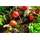 Westmann Hochbeet Klassik 100 100 x 65 x 66 cm Natur