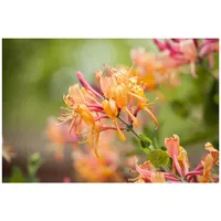 Pflanzen Für Dich Lonicera heckrottii 'America Beauty', Geißblatt, rosa-gelb,