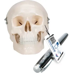 Mini Anatomie Modell Menschlicher Schädel, 3-teilig (Kalotte, Schädelbasis & Unt...