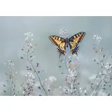 Papermoon Vliestapete "Swallowtail beauty" von Petar Sabol, Matt & lichtbeständig, hochwertiges formstabiles Vlies, UV-beständigen Farbe, Made in Germany 400 m x 260 m