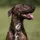 Kieffer Ultrasoft Hundehalsband Braun 55 cm