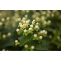 Pflanzen Für Dich Hypericum inodorum 'Magical White' -R-, Johanniskraut,