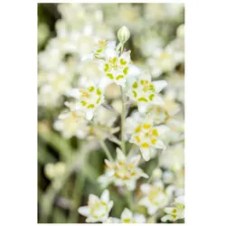 Zigadenus elegans, elegante Blüten, ca. 9x9 cm Topf