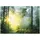 WallArena Fototapete Wald 250x175 cm