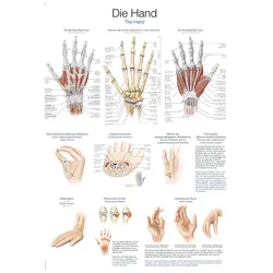 Lehrtafel Die Hand  70x100cm