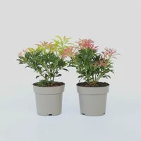 Plant in a Box - 4 Stk - Pieris