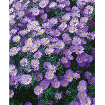 PlantaPro Aster dumosus 'Blauer Gletscher' 9x9 cm Topf – Winterhart, Mehrjährig, Pflegeleicht – Kissen-Aster – Staude für Beet & Rabatte