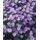 PlantaPro Aster dumosus 'Blauer Gletscher' 9x9 cm Topf – Winterhart, Mehrjährig, Pflegeleicht – Kissen-Aster – Staude für Beet & Rabatte