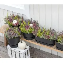 elho Pflanztopf Greenville Ø 30 x 28 cm schwarz