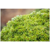 Pflanzen Für Dich Abies koreana 'Kristallkugel', Tanne, kompakt, 15–20