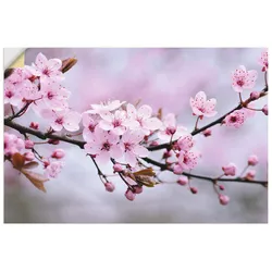 Wandbild ARTLAND "Kirschblüten", pink (farbe bild(er): pink), B:90cm H:60cm, Bilder, als Alubild, Outdoorbild, Leinwandbild, Poster, Wandaufkleber
