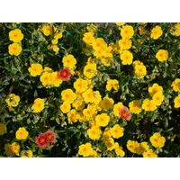 Pflanzen Für Dich Helianthemum x cult., gelb ca. 9x9
