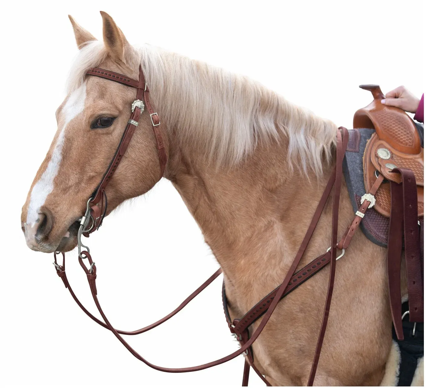 Passion 4Q Westerntrense brown Pony