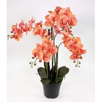 Orchidee 80x50cm Real Touch orange-Peach CG künstliche Orchideen Blumen Pflanzen Kunstpflanzen Kunstblumen