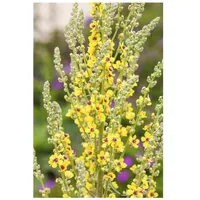Pflanzen Für Dich Verbascum nigrum, Schwarze Königskerze, gelb, ca.