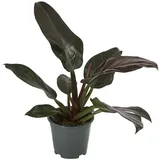Dehner Philodendron Zimmerpflanze 50-60 cm Ø 14 cm Dunkelgrün/Dunkelrot