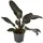 Dehner Philodendron Zimmerpflanze 50-60 cm Ø 14 cm Dunkelgrün/Dunkelrot
