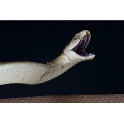Fototapete PAPERMOON "Schwarze Mamba angreifen", bunt, B:3,0m L:2,2m, Vlies, Tapeten