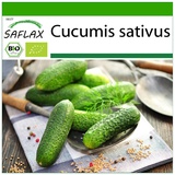 Saflax - BIO - Gurke - Vorgebirgstraube - 15 Samen - Cucumis sativus