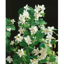 PlantaPro Philadelphus 'Dame Blanche' 40–60 cm – Winterhart, Mehrjährig, Pflegeleicht – Duftjasmin – Heckenpflanze für Garten & Sichtschutz