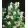 PlantaPro Philadelphus 'Dame Blanche' 40–60 cm – Winterhart, Mehrjährig, Pflegeleicht – Duftjasmin – Heckenpflanze für Garten & Sichtschutz
