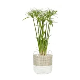 Scheurich Seagrass 27, Korbgefäß/Korb-Pflanzgefäß/Korbtopf mit Griffen aus Seegras Farbe: Nature White, 27 cm Durchmesser, 23,5 cm hoch, 13,1 l Vol.