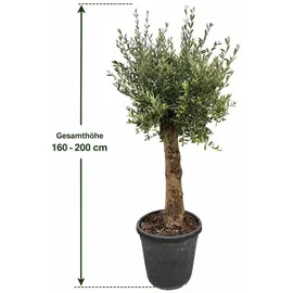 Blumen-Senf XXL Olivenbaum 25–30 Jahre alt Olea Europaea Hochstamm, 160–200 cm, Stammumfang 20 cm Mediterraner Olivenbaum