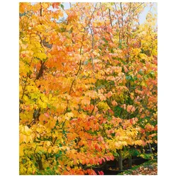 Parrotia persica, Eisenholzbaum, 40–60 cm, leuchtend rote Herbstfärbung