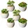 Creativ green Künstliche Zimmerpflanze CREATIV GREEN "Sukkulenten", grün, H:9cm Ø:7cm, Kunststoff, Kunstpflanzen, Künstliche Zimmerpflanze, Deko-Pflanze im Zementtopf, 6er Set