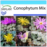 Saflax - - Conophytum Mix - 40 Samen - Mit Geschenkbox, Karte, Etikett und Anzuchtsubstrat