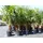 grünwaren XXL Palme winterhart 180 - 190 cm Trachycarpus fortunei, Hanfpalme,