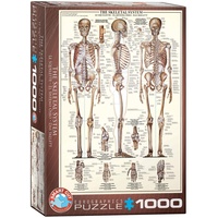Eurographics The Skeletal System 6000-3970