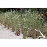 Pflanzen Für Dich Ziergras Ammophila arenaria
