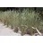 Pflanzen Für Dich Ziergras Ammophila arenaria