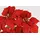 I.GE.A. Kunstblumenstrauß I.GE.A. "Bouquet Poinsettia", rot, B:35cm H:50cm L:35cm, Polyester, Kunstpflanzen, Weihnachtsstern Christstern Weihnachtsdeko Kunstblume Weihnachtsblume