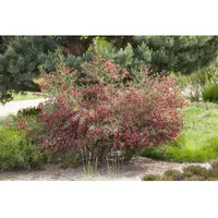 Pflanzen-für-dich.de Cytisus scoparius 'Boskoop Ruby' 30-40 cm