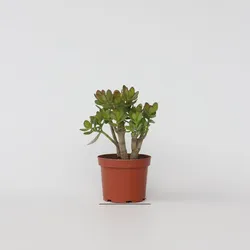 Plant in a Box - Jadepflanze - Crassula ovata 'Minor' - Höhe 30-35cm - Topf 17cm