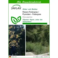 SAFLAX - Gräser-Bambus-Riesen-Federgras/Pyrenäen - Federgras - 10 Samen -