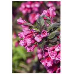 Weigela florida 'Victoria', Weigelie, rotblühend, 40–60 cm
