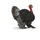 Schleich Farm World Truthahn 13900
