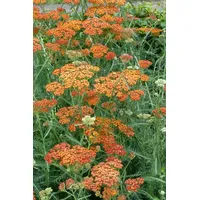 Pflanzen Für Dich Achillea millefolium 'Terracotta', Schafgarbe, ca. 9x9